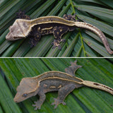 Super Emptyback Quadstripe Crested Gecko