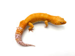 Blood Bell Sunglow Leopard Gecko