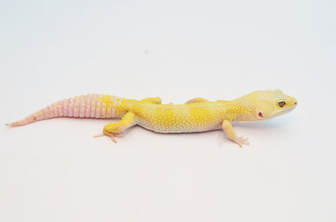 Sunglow Leopard Gecko