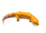 Blood Bell Sunglow Leopard Gecko