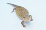 Orange Sunrise Northern Blue Tongue Skink