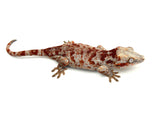Red Super Blotched Gargoyle Gecko