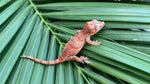 Red Banded Blotched Gargoyle Gecko