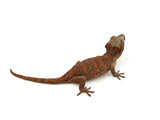 Red Super Blotched Gargoyle Gecko