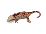 Red Super Blotched Gargoyle Gecko