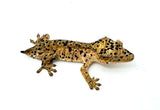 Orange Super Dalmatian Crested Gecko
