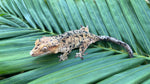 Orange Super Dalmatian Crested Gecko