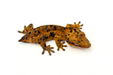 Orange Tiger Super Dalmatian Crested Gecko