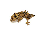 Orange Super Dalmatian Crested Gecko