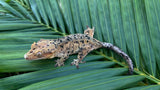 Orange Super Dalmatian Crested Gecko