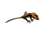 Black Base Super Emptyback Crested Gecko