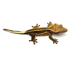 Super Emptyback Quadstripe Crested Gecko