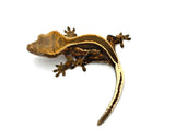 Super Emptyback Quadstripe Crested Gecko