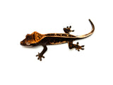 Black Base Super Emptyback Crested Gecko