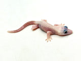 Leucistic Crested Gecko (Super Hypo) *NEW MORPH*