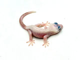 Leucistic Crested Gecko (Super Hypo) *NEW MORPH*