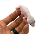 Leucistic Crested Gecko (Super Hypo) *NEW MORPH*