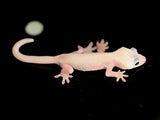 Leucistic Crested Gecko (Super Hypo) *NEW MORPH*