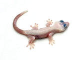Leucistic Crested Gecko (Super Hypo) *NEW MORPH*
