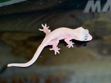 Leucistic Crested Gecko (Super Hypo) *NEW MORPH*
