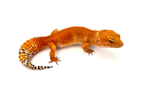 SHTCTB Leopard Gecko