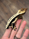 Whitewall Superstripe Crested Gecko (BlackJack CLONE)