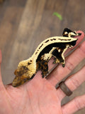 Whitewall Superstripe Crested Gecko (BlackJack CLONE)