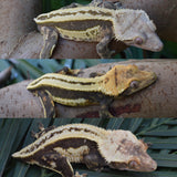 Emptyback Pinstripe Crested Gecko