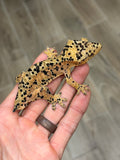 Orange Super Dalmatian Crested Gecko