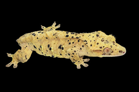Yellow Super Dalmatian Crested Gecko