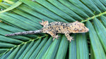 Orange Super Dalmatian Crested Gecko