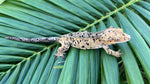 Orange Super Dalmatian Crested Gecko