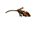Black Base Super Emptyback Crested Gecko