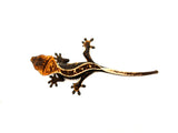 Black Base Super Emptyback Crested Gecko