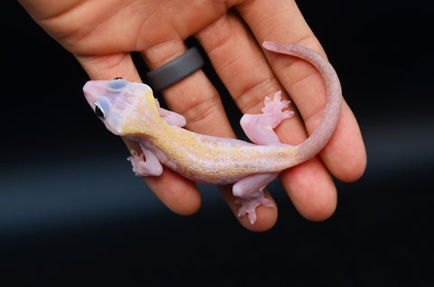 Leucistic Crested Gecko (Super Hypo) *NEW MORPH*