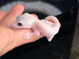 Leucistic Crested Gecko (Super Hypo) *NEW MORPH*