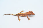 Sable Crested Gecko