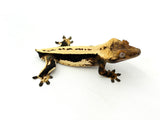 Whitewall Superstripe Crested Gecko (BlackJack CLONE)