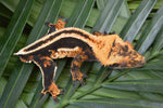 Perfect Superstripe Crested Gecko