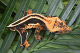 Perfect Superstripe Crested Gecko