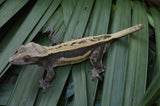 Het Superstripe Crested Gecko