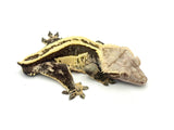 Crested gecko on white background