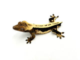 Whitewall Superstripe Crested Gecko (BlackJack CLONE)