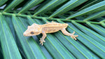 Whiteout (het?) Superstripe Crested Gecko