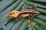 Perfect Superstripe Crested Gecko