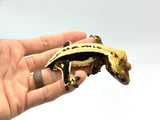 Whitewall Superstripe Crested Gecko (BlackJack CLONE)
