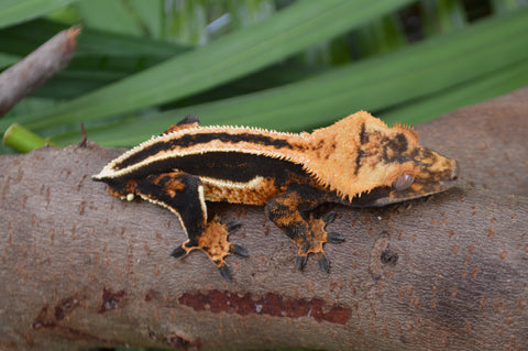 Perfect Superstripe Crested Gecko