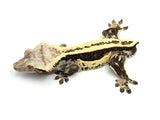 Crested gecko on white background