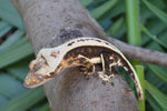 High Contrast Whitewall Superstripe Crested Gecko