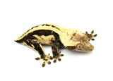 Superstripe Crested Gecko